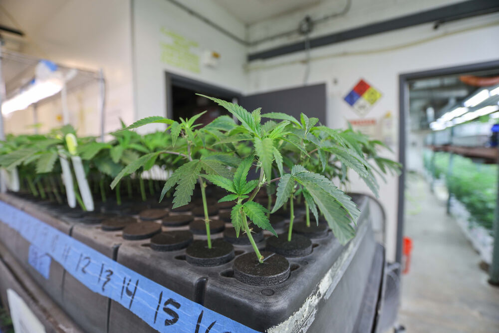cannabis clones growing in a tray