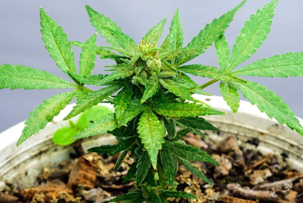 cloned autoflower cannabis plant with stunted growth producing flowers