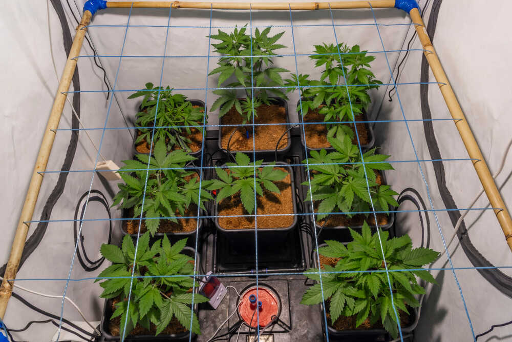 scrog net being used to grow autoflower plants