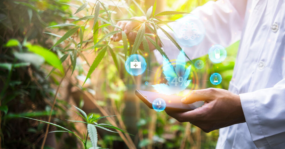 a man checking for nutrient deficiencies with cannabis plants with a holographic picture of things to check in cannabis
