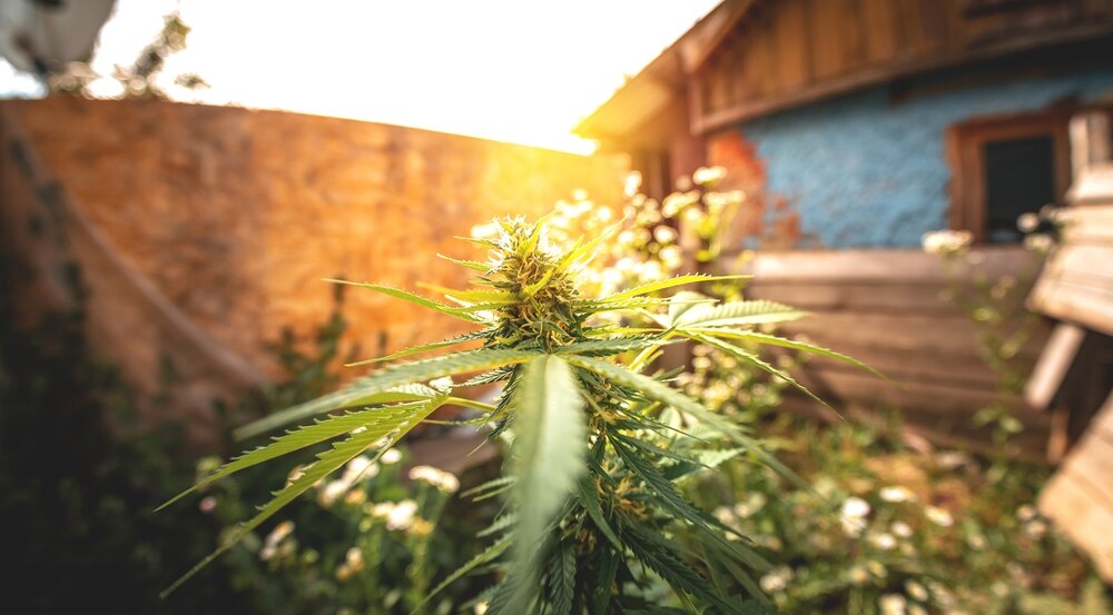 autoflower growing outdoors in natural sunlight