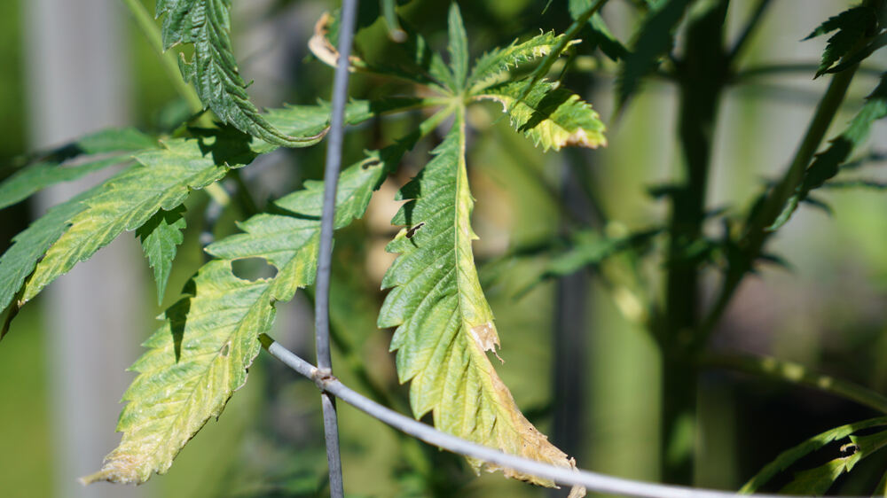 cannabis leaf with brown tips showing signs of potassium deficiency