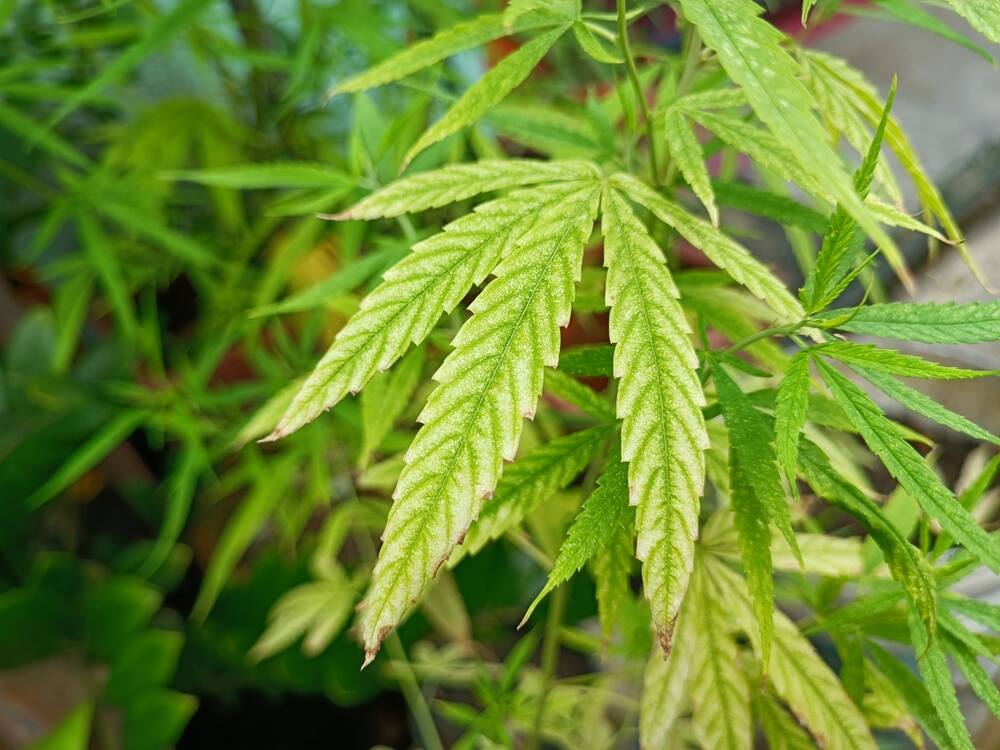 cannabis leaf with yellowing edges showing the signs of magnesium deficiency