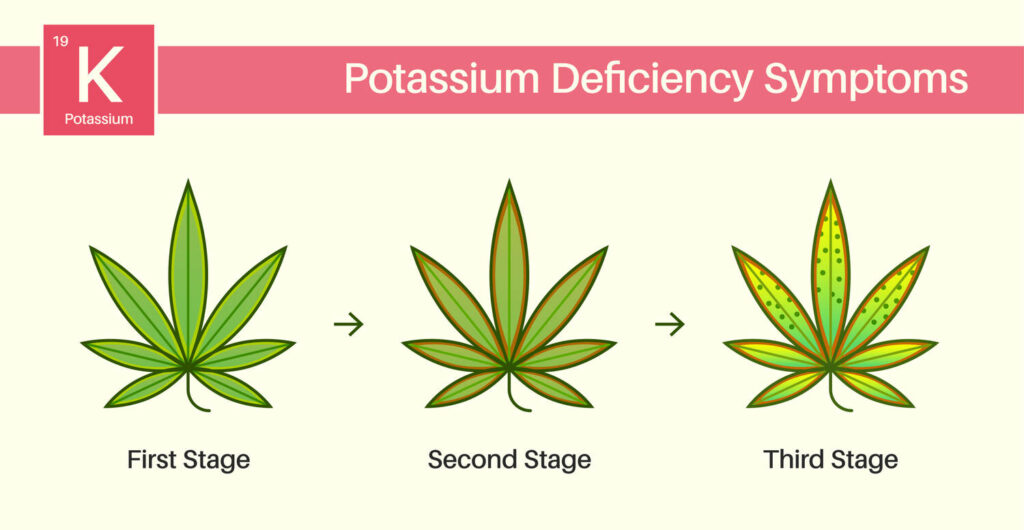 illustration showing the different stages of potassium deficiency in cannabis from the appearance of the leaves