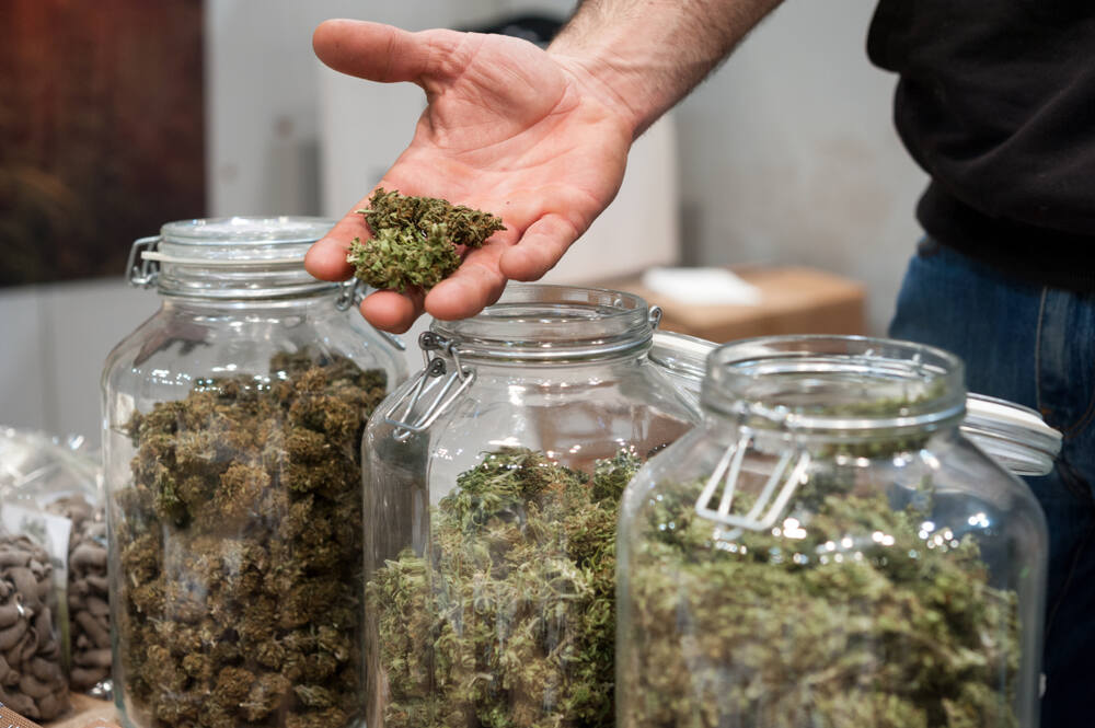 opening a jar of cannabis buds during the curing process