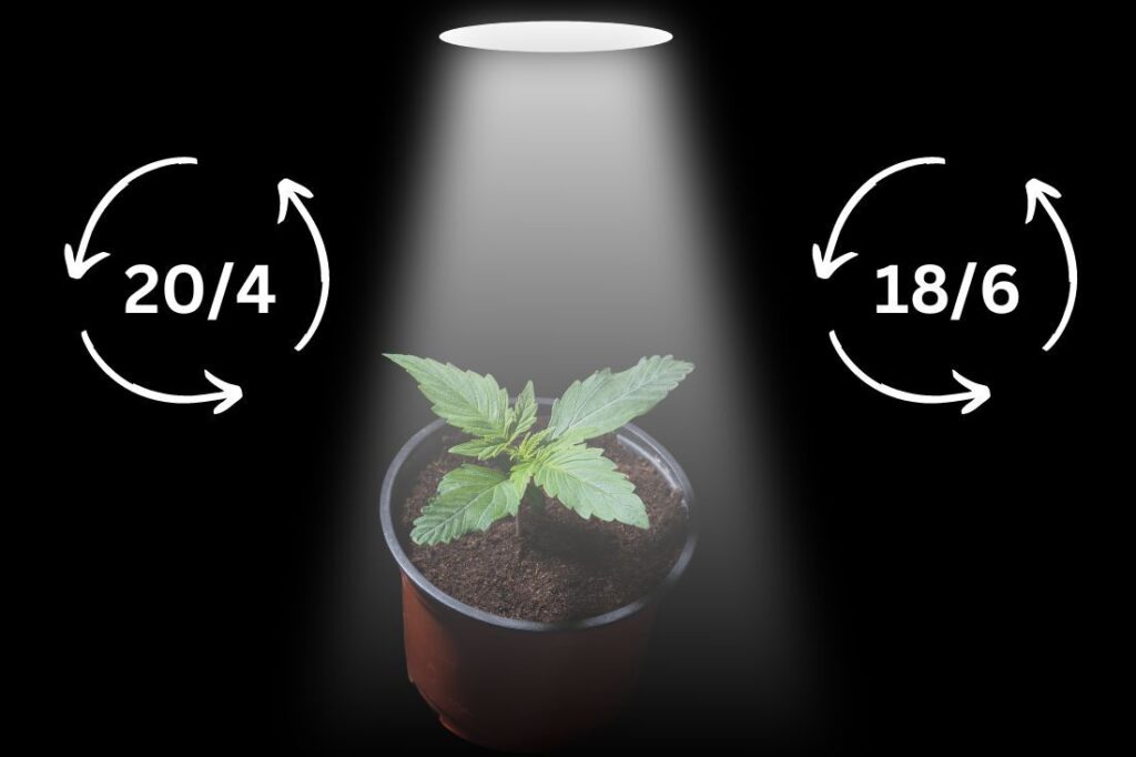 cannabis plant under low light showing different light schedules