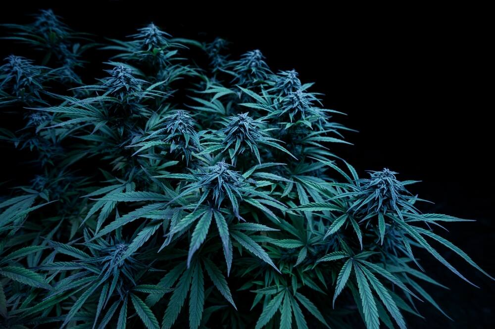 cannabis plant growing in the dark