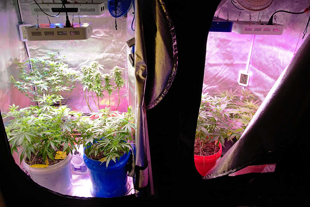 home grown cannabis in a grow tent