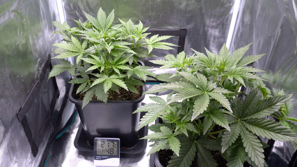 indoor cannabis grow with 3 plants in a grow tent