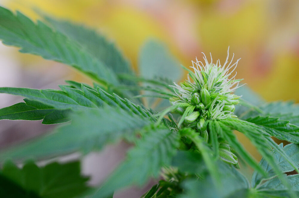 a cannabis plant that has self-pollinated (known as hermaphroditism)