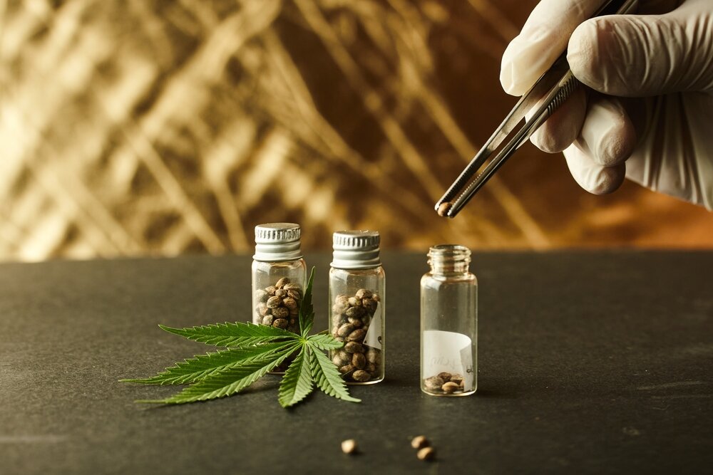 a man with surgical gloves and tweezers picking up cannabis seed and putting it into one of three glass bottles containing marijuana seeds