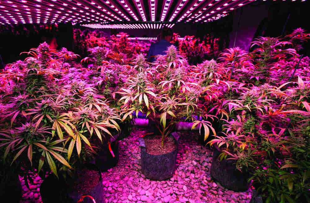 autoflowers growing under LED cannabis grow lights