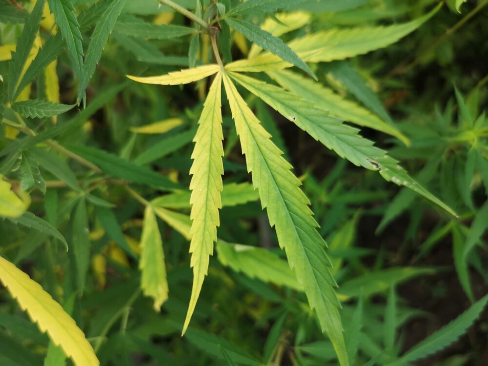 cannabis leaf showing signs of nitrogen deficiency