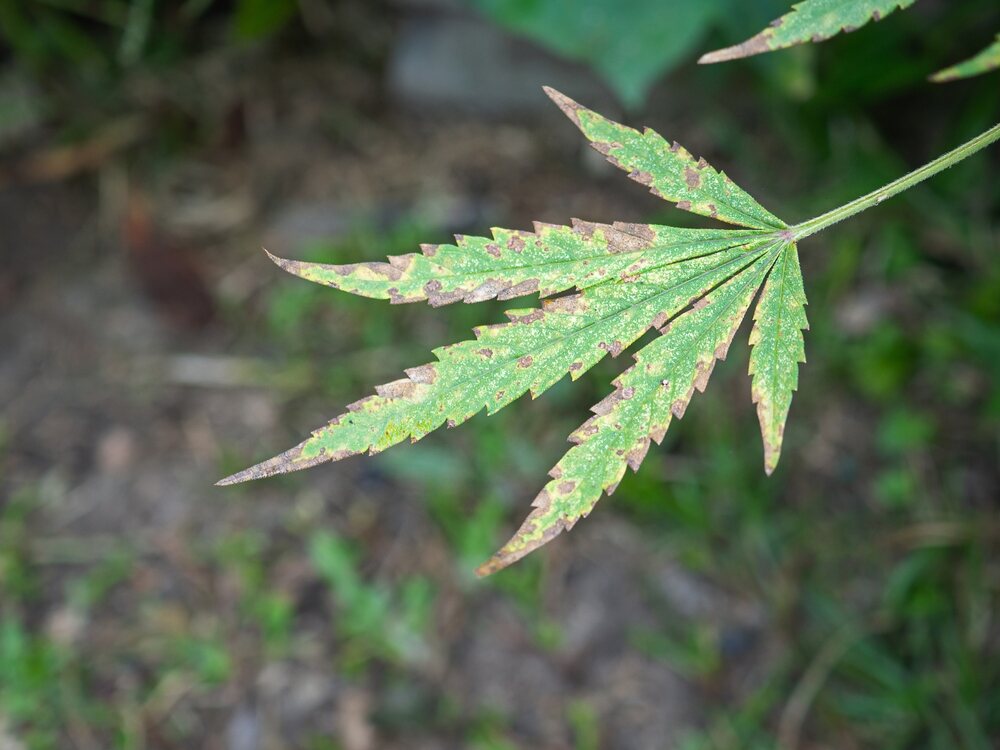 cannabis leaf showing signs of phosphorus deficiency