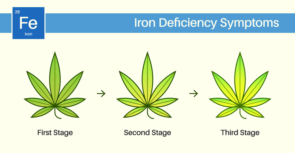 iron deficiency shown on cannabis leaves at different stages