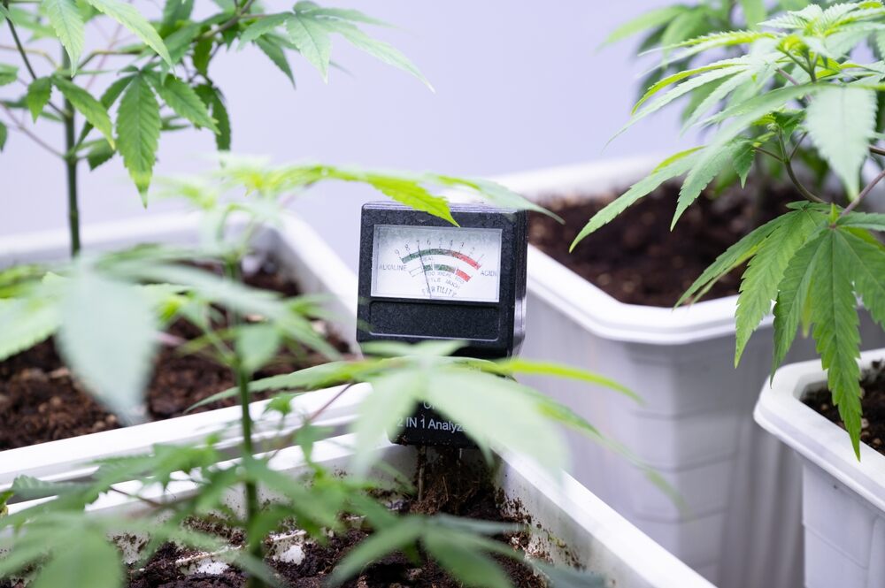 pH tester being used in a cannabis plant pot