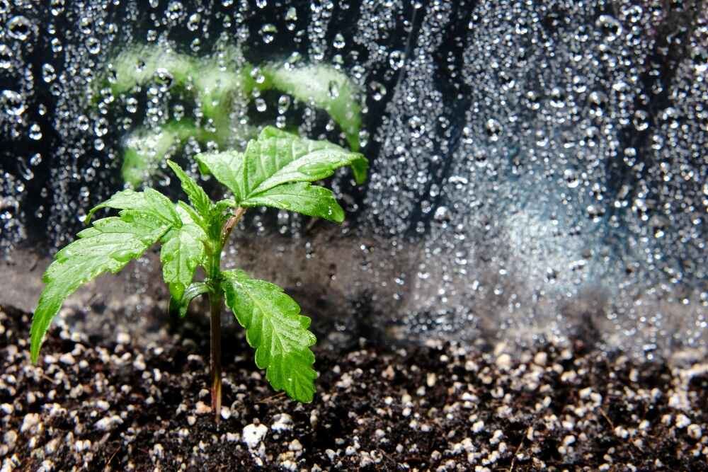 a cannabis plant entering the veg stage being watered