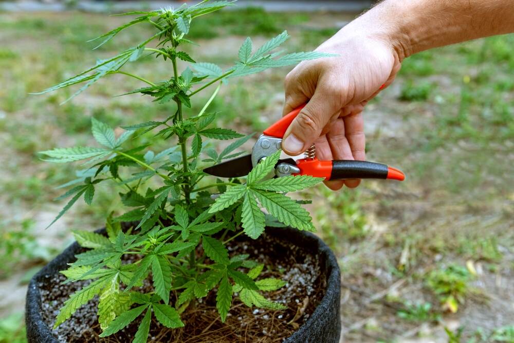 a man with clippers pruning an autoflower cannabis plant