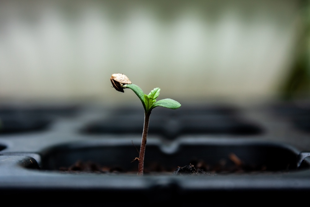 autoflower seedling growing with its seedcap stuck to leaves