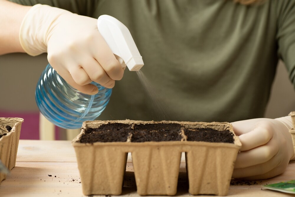 man spraying autoflower seedlings with water