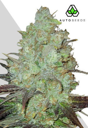 Granddaddy Purple Autoflower Seeds