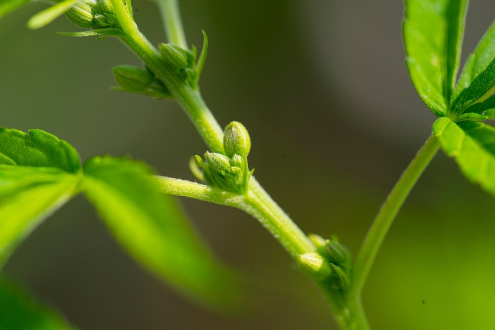 a close up photo of a male cannabis plant with pollen sacks growing