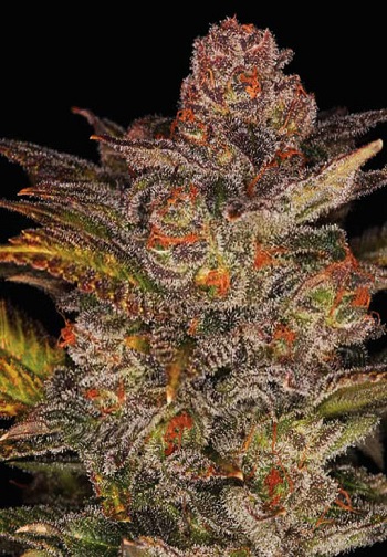 Top 10 High Yielding Autoflower Strains | Auto Seeds Canada