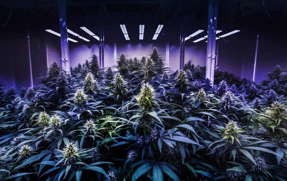 autoflower plants in the flowering stage in dimly lit grow room