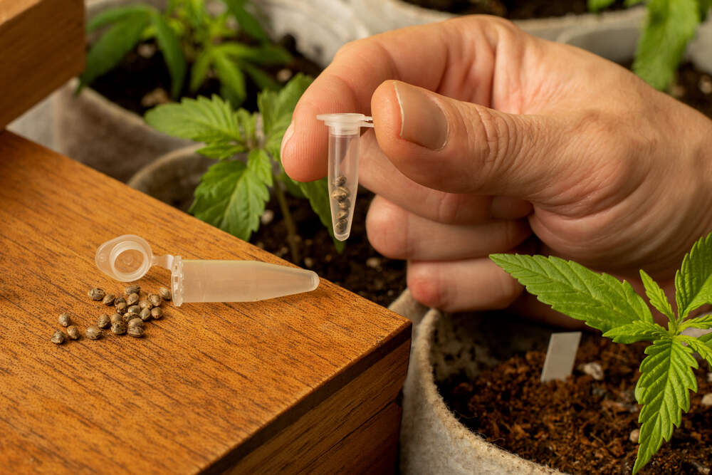 a man holding a vile containing cannabis seeds with marijuana plants growing in the background