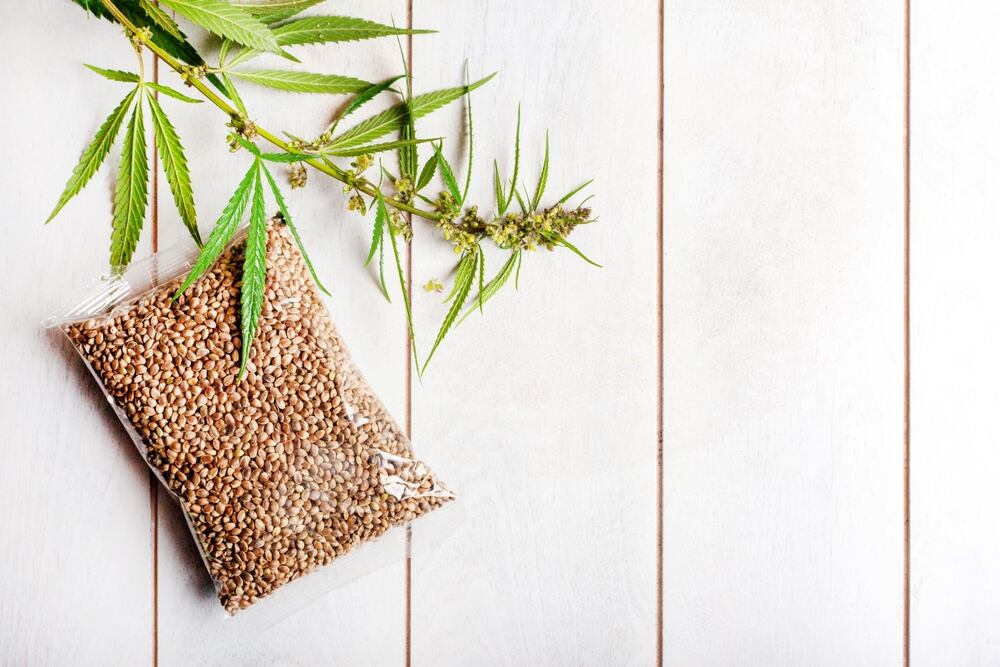 cannabis seeds in an airtight sealed bag with a marijuana plant branch on a white bench