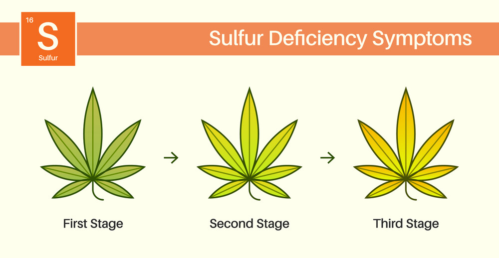 sulfur deficiency shown on cannabis leaves at different stages