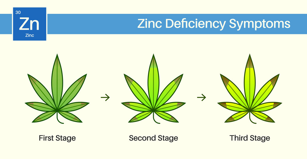 zinc deficiency shown on cannabis leaves at different stages