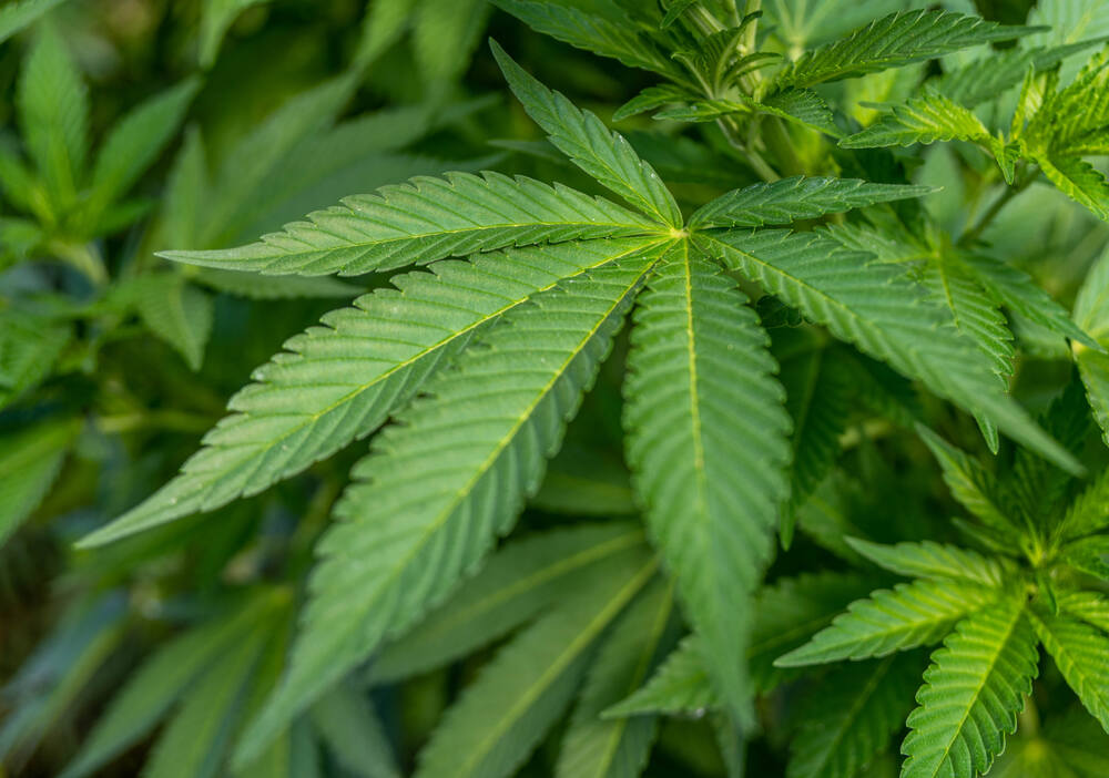 a cannabis ruderalis leaf in the veg stage