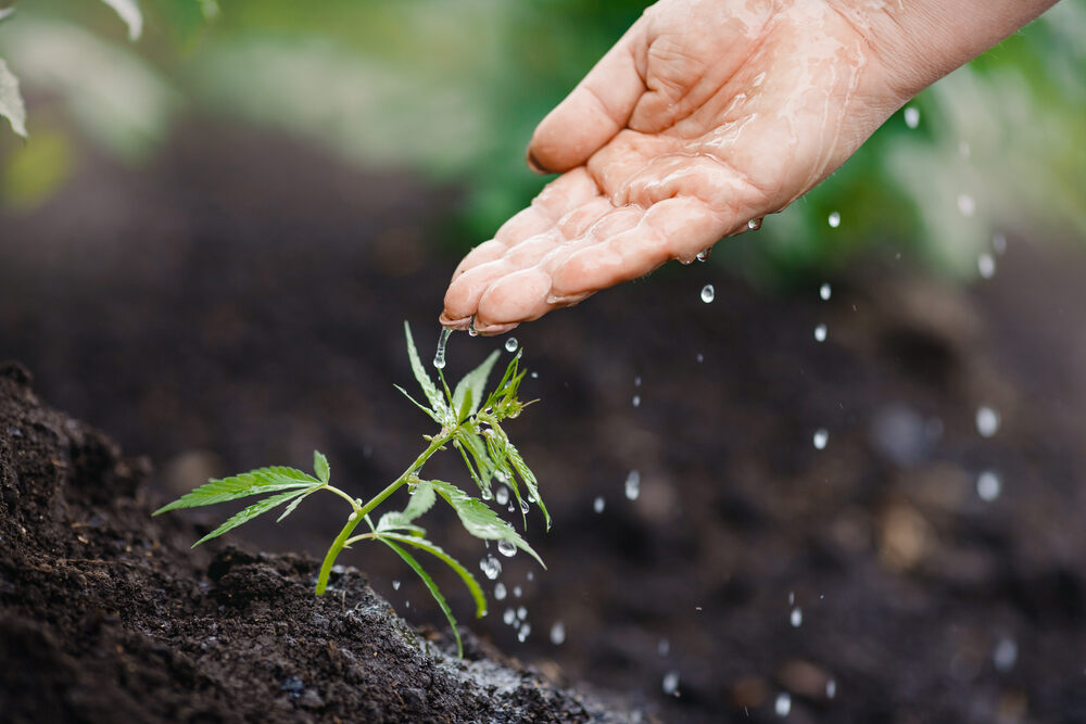 a woman giving a seedling a small amount of water from her hand