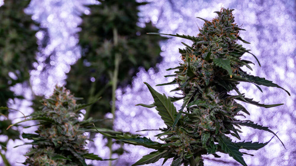 cannabis plants at full flower ready to be harvested