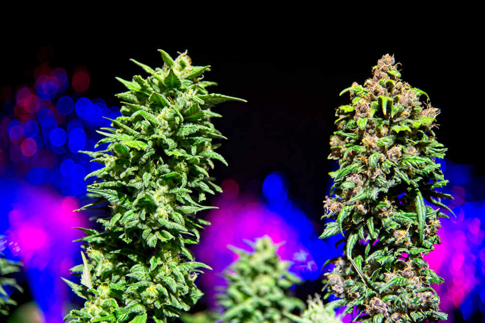 two cannabis plants in the late flowering stage with led lights in the background