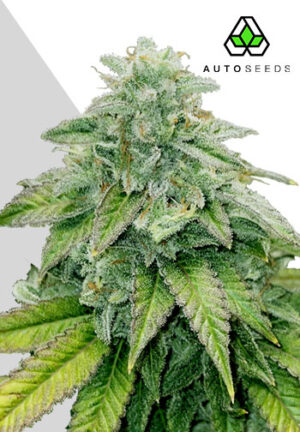 bruce banner autoflower seeds