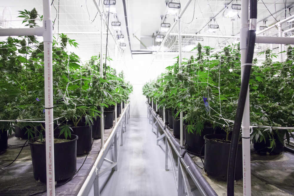 auto seeds usa growing facility