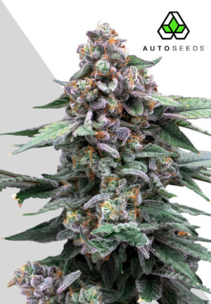 Runtz Autoflower