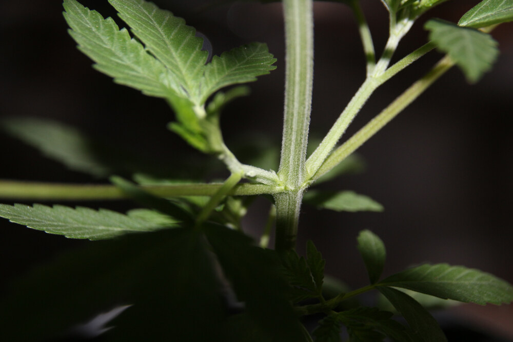 a close up photo of the nodes on a cannabis plant with shade over the plant 