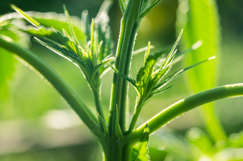 a close up photo of a cannabis plant to see the sex