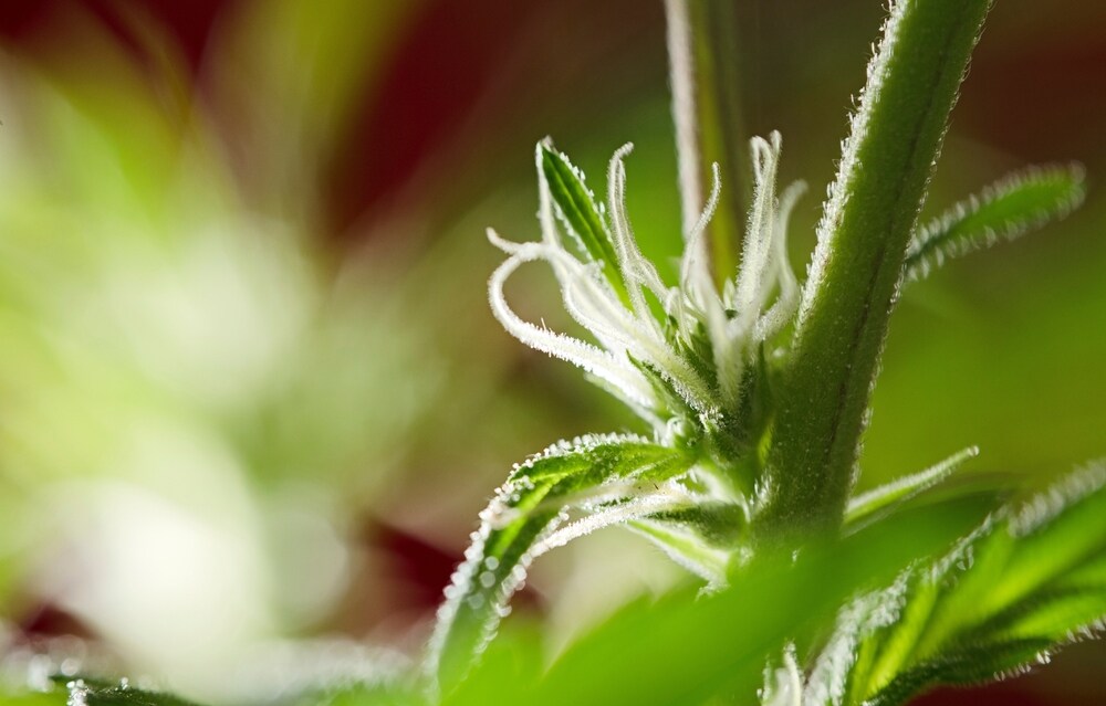 a close up photo of a female cannabis plant with pistils growing