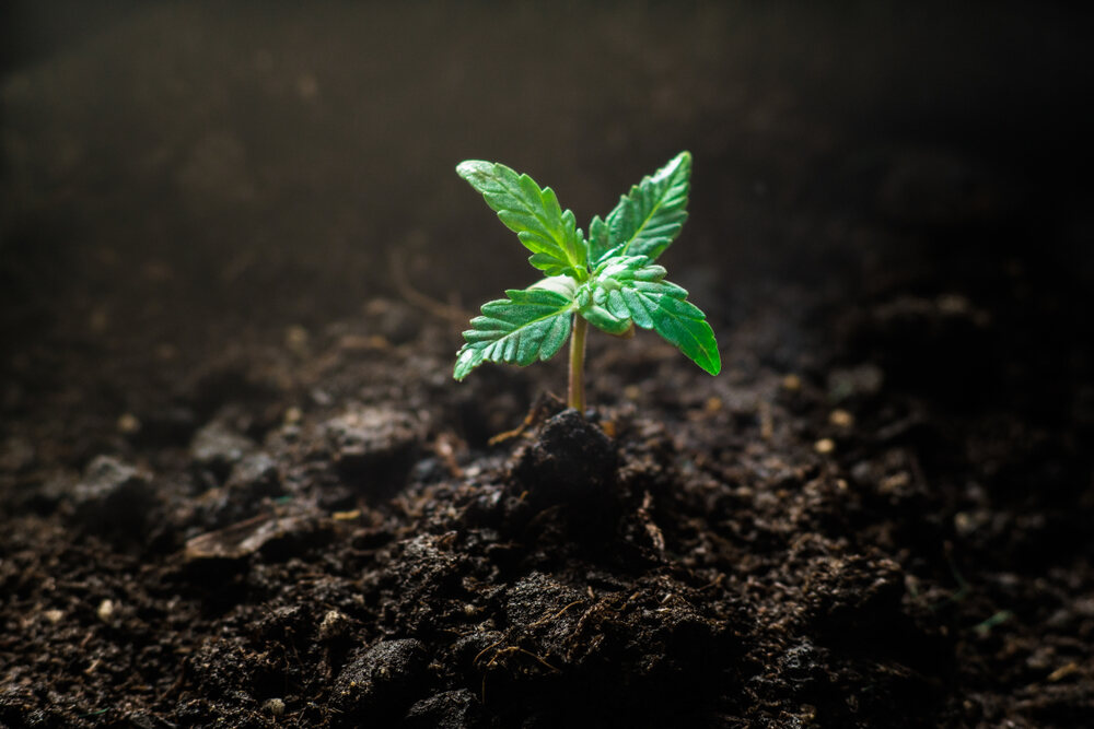 autoflower during the seedling stage