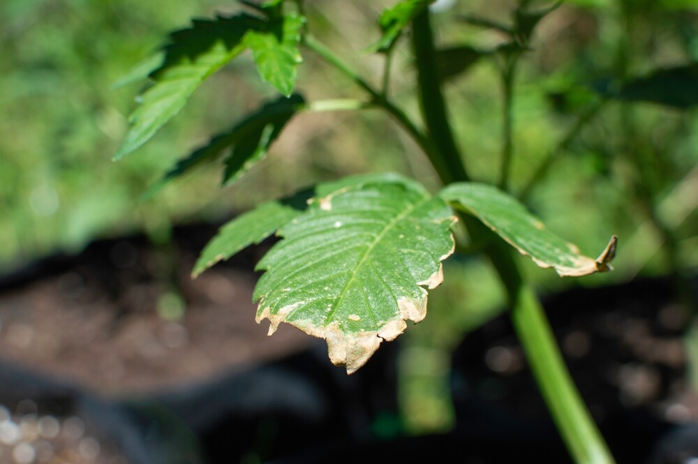 cannabis leaf with burnt edges showing symptoms of potassium deficiency