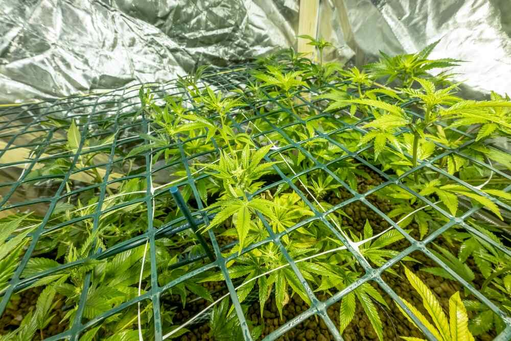 scrog net being used to prevent autoflower from growing too tall