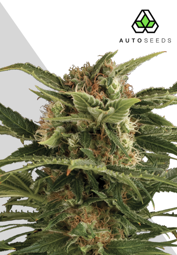 Auto pounder Marijuana strain