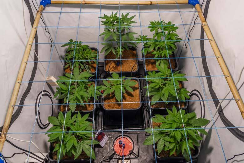 How to scrog autoflowering cannabis plants - Autoseeds UK