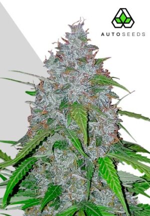 White Widow Autoflower