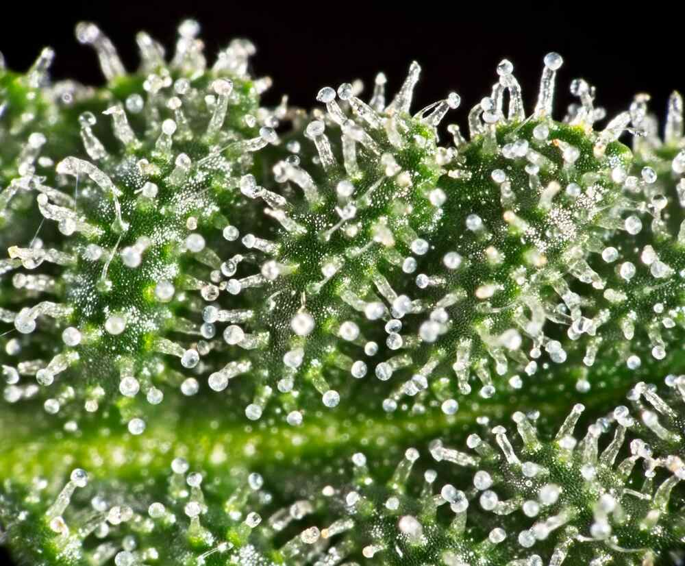 close up of trichomes on a cannabis plant