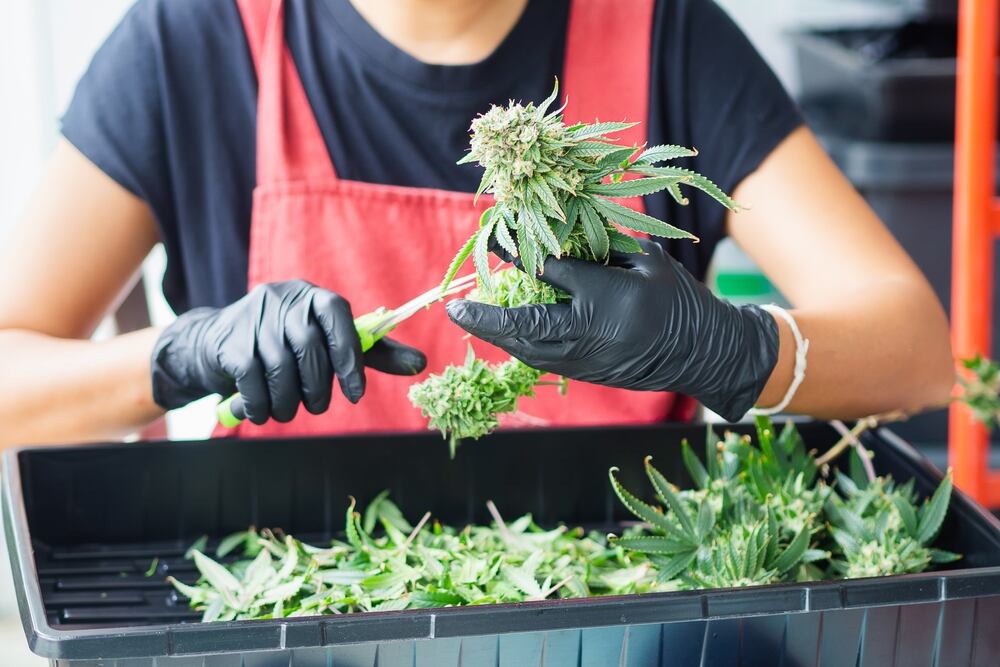 wet trimming cannabis over a tray